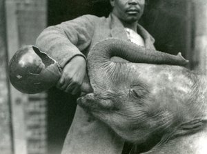 Jonge Afrikaanse olifant Kiberenge krijgt een drankje van Darisha terwijl Syed Ali toekijkt op de achtergrond, London Zoo, september 1923